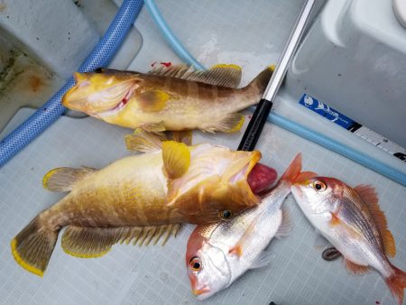 アマテラス 釣果