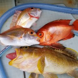 アマテラス 釣果