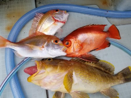 アマテラス 釣果