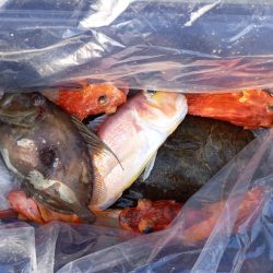 第二龍勢丸 釣果