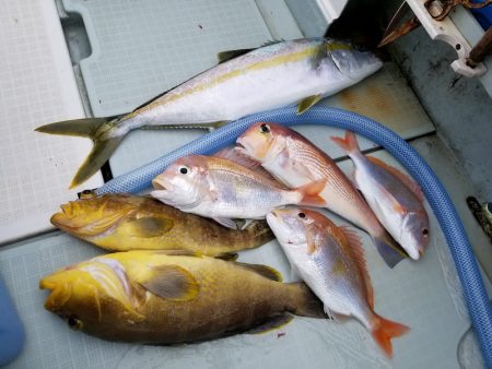 アマテラス 釣果