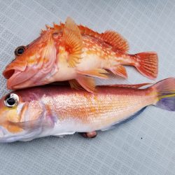 アマテラス 釣果