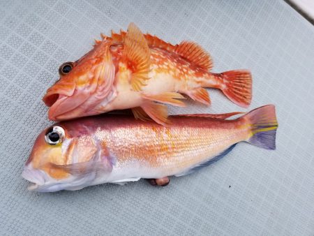 アマテラス 釣果