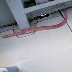 アマテラス 釣果