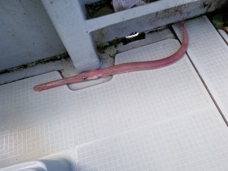 アマテラス 釣果