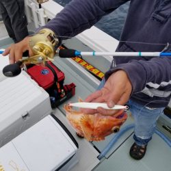 アマテラス 釣果