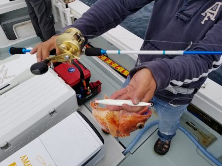 アマテラス 釣果