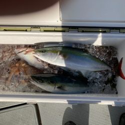 遊漁船高橋 釣果