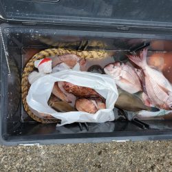 富士丸 釣果