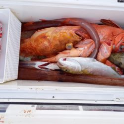 第二龍勢丸 釣果