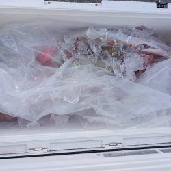 第二龍勢丸 釣果