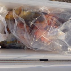 第二龍勢丸 釣果