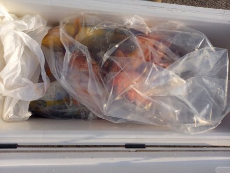 第二龍勢丸 釣果