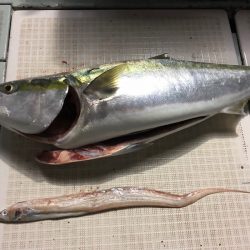 エムズジャーク(M’s JERK) 釣果