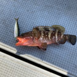 遊漁船高橋 釣果