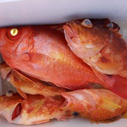 第二龍勢丸 釣果