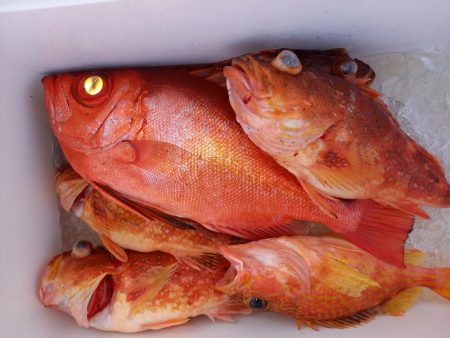 第二龍勢丸 釣果