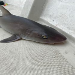 末広丸(熊本) 釣果