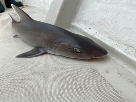 末広丸(熊本) 釣果