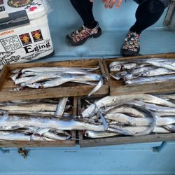 岡田釣船 八英丸 釣果