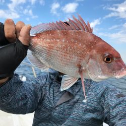 ランスルー 釣果