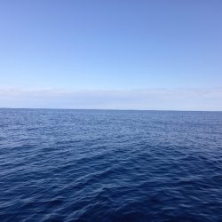 第二龍勢丸 釣果