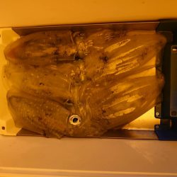 海龍丸（石川） 釣果