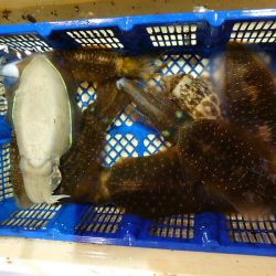 海龍丸（石川） 釣果