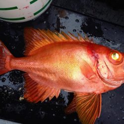 第二龍勢丸 釣果