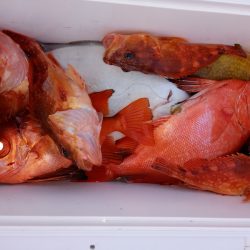 第二龍勢丸 釣果