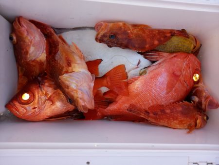 第二龍勢丸 釣果