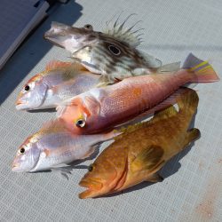 アマテラス 釣果