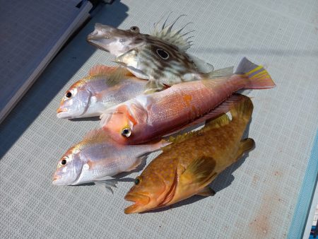 アマテラス 釣果