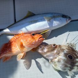 アマテラス 釣果