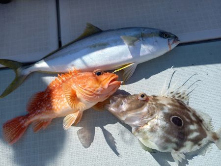 アマテラス 釣果