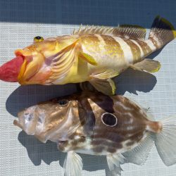 アマテラス 釣果