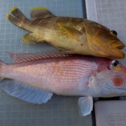 アマテラス 釣果