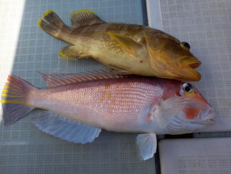 アマテラス 釣果