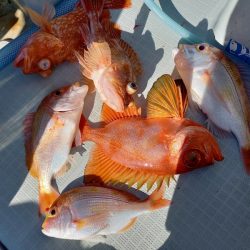 アマテラス 釣果