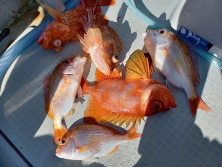 アマテラス 釣果