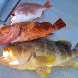 アマテラス 釣果