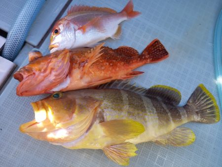 アマテラス 釣果