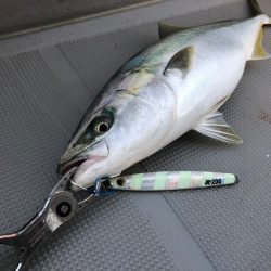 Chase(チェイス) 釣果