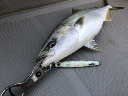 Chase(チェイス) 釣果