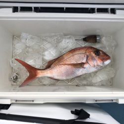 第二八坂丸 釣果