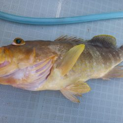 アマテラス 釣果