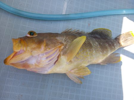 アマテラス 釣果