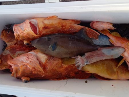 第二龍勢丸 釣果