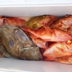 第二龍勢丸 釣果