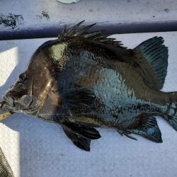 海龍丸（石川） 釣果